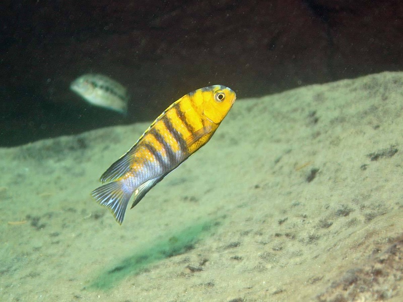 Tropheops sp. 'red cheek' Mitande Reef (Rocks)